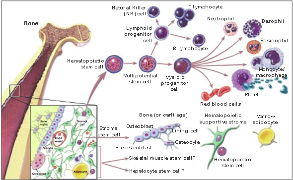 bone marrow stromal cells