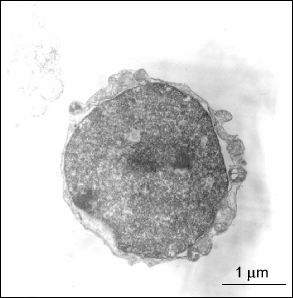 Very Small Embryonic-like Stem Cell