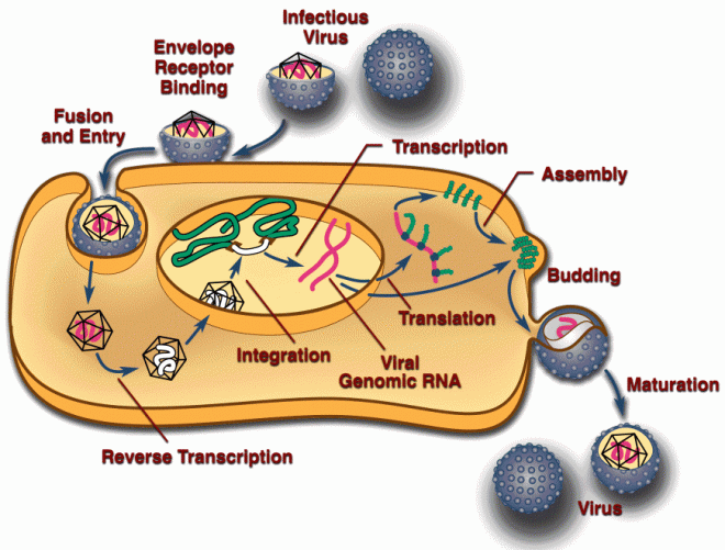 Retroviral life cycle
