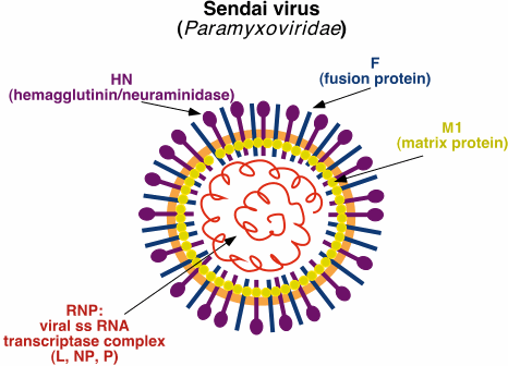 Sendai virus