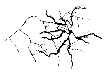 Medium Spinal Neuron