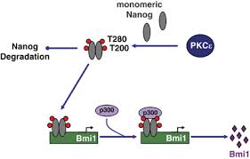 Bmi1 - Nanog interaction