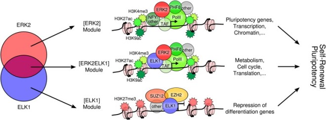 Model of the Transcriptional Regulatory Network of ERK2 Signaling in hESCsTranscription factors such as ELK1 link ERK2 to sequence-specific regulation of gene expression. ERK2 and ELK1 colocalization defines three distinct modules that target different sets of genes. In this model, combinatorial binding of ERK2 and ELK1 with transcription factors, chromatin regulators, and the basal transcriptional machinery integrates external signaling into the cell-type-specific regulatory network. In hESCs, ERK2 and ELK1 participate in the regulation of pluripotency and self-renewal pathways, whereas differentiation genes are repressed.