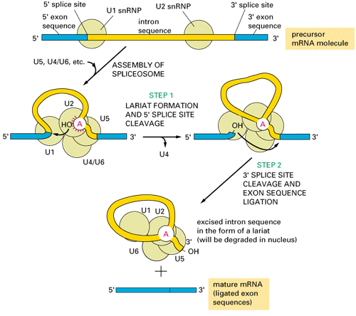 mRNA splicing