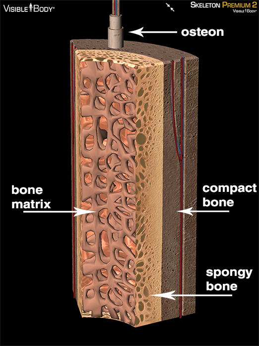 Bone cross-section