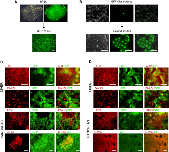 (A) GFP-expressing hPSCs were differentiated into hFSCs. (B) Single GFP-positive hFSCs were seeded onto a layer of non-GFP hFSCs and then expanded for five passages. The resulting population was then split into culture conditions inductive for liver or pancreatic differentiation. (C and D) GFP-hFSCs differentiated for 25 days were found to respectively generate cells expressing liver markers (ALB, LDL-uptake) and pancreatic markers (PDX1, C-peptide) from both hESC-derived (C) and hIPSC-derived (D) hFSCs. 
