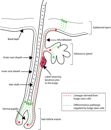 Diagram of the hair follicle and cell lineages supplied by epidermal stem cells. A compartment of multipotent stem cells is located in the bulge, which lies in the outer root sheath (ORS) just below the sebaceous gland. Contiguous with the basal layer of the epidermis, the ORS forms the external sheath of the hair follicle. The interior or the inner root sheath (IRS) forms the channel for the hair; as the hair shaft nears the skin surface, the IRS degenerates, liberating its attachments to the hair. The hair shaft and IRS are derived from the matrix, the transiently amplifying cells of the hair follicle. The matrix surrounds the dermal papilla, a cluster of specialized mesenchymal cells in the hair bulb. The multipotent stem cells found in the bulge are thought to contribute to the lineages of the hair follicle, sebaceous gland, and the epidermis (see red dashed lines). Transiently amplifying progeny of bulge stem cells in each of these regions differentiates as shown (see green dashed lines).