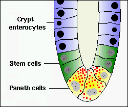 paneth cells