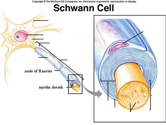 What is the function of the Schwann Cells?
