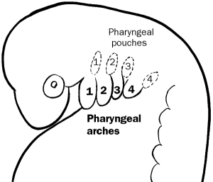 pharyngeal_arches
