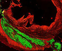 Cardiac cells derived from human stem cells (green) meshed and beat along with primates’ heart cells (red). Credit: Murry Lab/University of Washington.