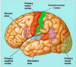 primary motor cortex