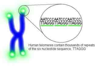 Human telomeres
