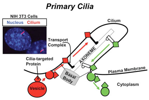 Primary cilia