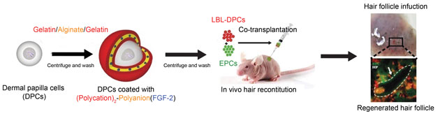 DPC - hair follicle regeneration