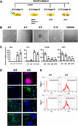 Generation of protein-induced cardiac progenitor cells by modified transcript proteins. (A): Strategy of protein-induced cardiac progenitor cell (piCPC) generation. (B): Cell colonies were initially observed around days 4–8 and could be passaged to many small colonies around day 12. Representative phase contrast images are shown. The control was untreated human dermal fibroblasts in vehicle medium after 8 days. Scale bars = 100 μm. (C): quantitative polymerase chain reaction analysis of cardiac progenitor genes Flk-1 and Isl-1 in piCPCs. Fibroblast markers Col1a2 and FSP1 were also detected (∗, p < .05; ∗∗, p < .01 vs. day 0 control; error bars indicate SD; n = 3). (D): Representative fluorescent images are shown with typical cardiac progenitor markers Flk-1 (red) and Isl-1 (green) and fibroblast markers ColI (green) and FSP-1 (S100A4) (green) before and after reprogramming at day 8. DAPI staining was performed to visualize nuclei (blue) and all images were merged. Scale bars, 100 μm. (E): Flow cytometry analysis demonstrated Flk-1 and Isl-1 expressions were increased from d0 to d8 separately. Abbreviations: bFGF, basic fibroblast growth factor; BMP4, bone morphogenetic protein 4; ColI, collagen I; d, day; DAPI, 4′,6-diamidino-2-phenylindole; FSP1, fibroblast-specific protein 1; mGHMT, modified Gata4/Hand2/Mef2c/Tbx5. 