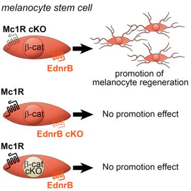 Melanocyte Stem Cell Model