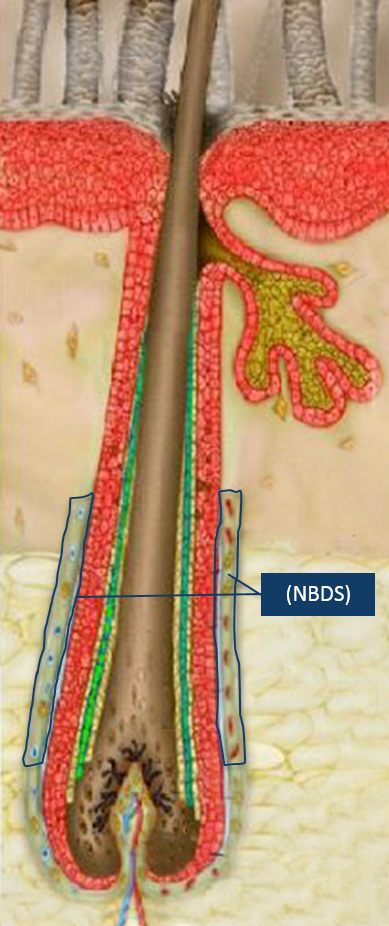 NBDS-Cells-Follicle