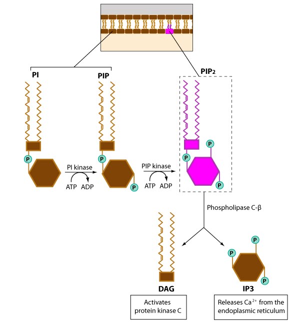 Phosphoinositol pathway signaling