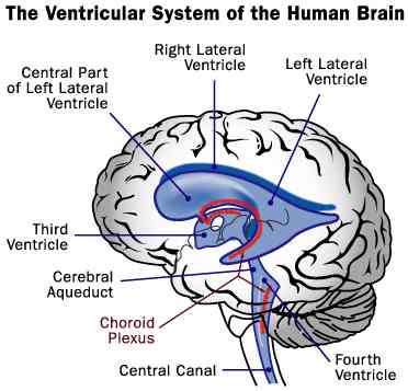 Ventricular System of the Brain