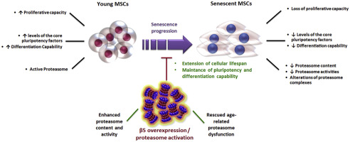 proteasomes-and-stem-cells